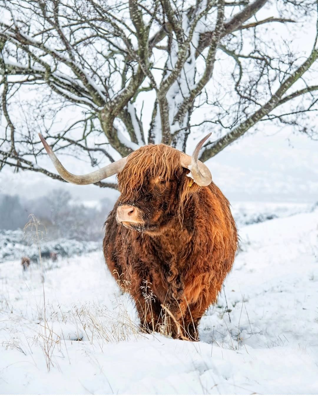 mini highland cow