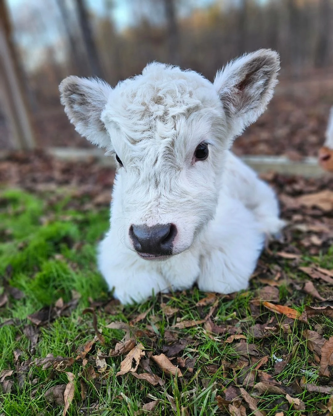 mini highland cow