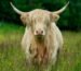 miniature highland cow