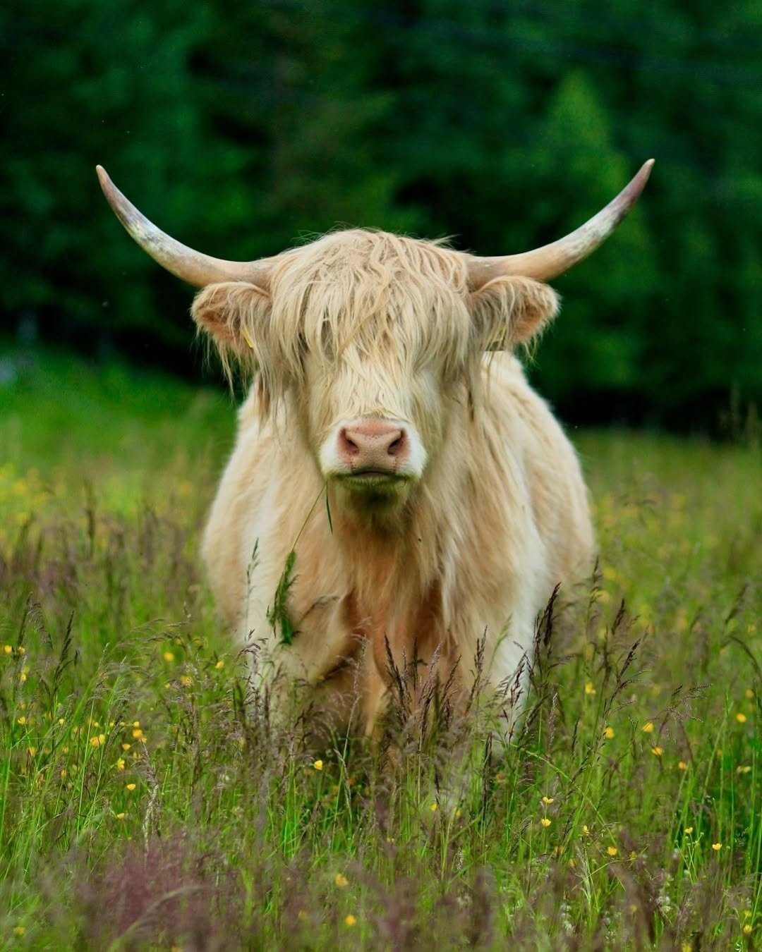 miniature highland cow