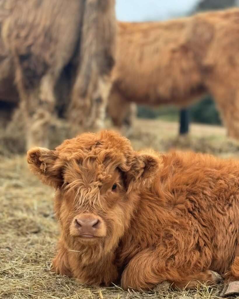 miniature highland cow for sale