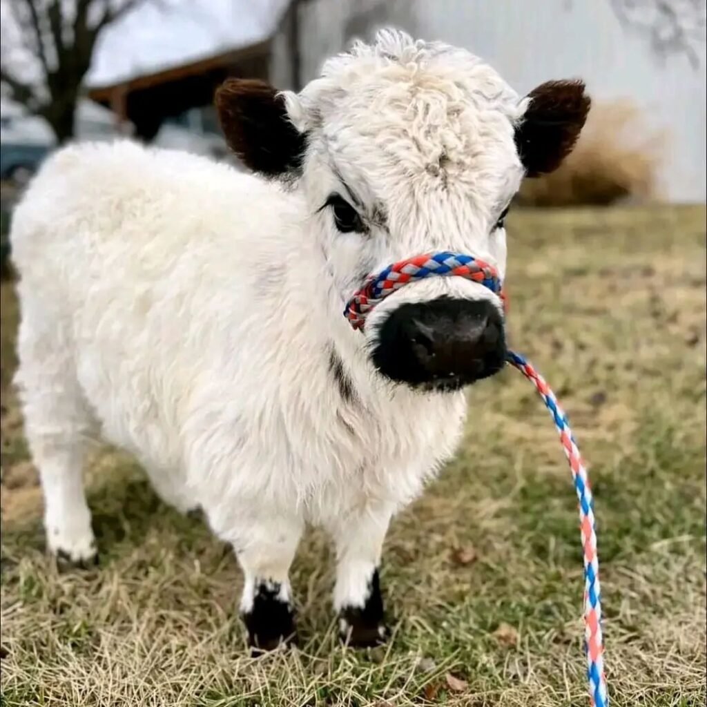 miniature highland cows foe sale