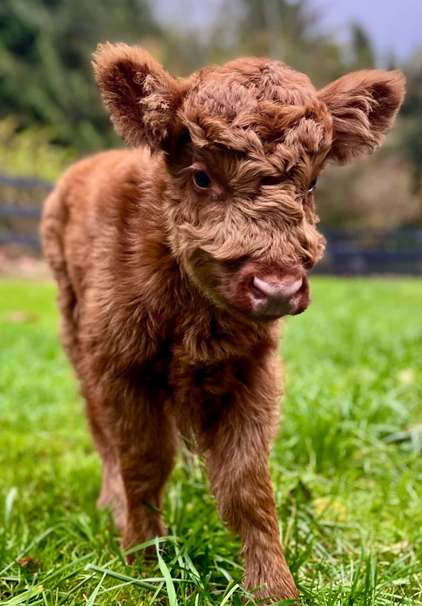 Micro Mini Highland Cows for sale