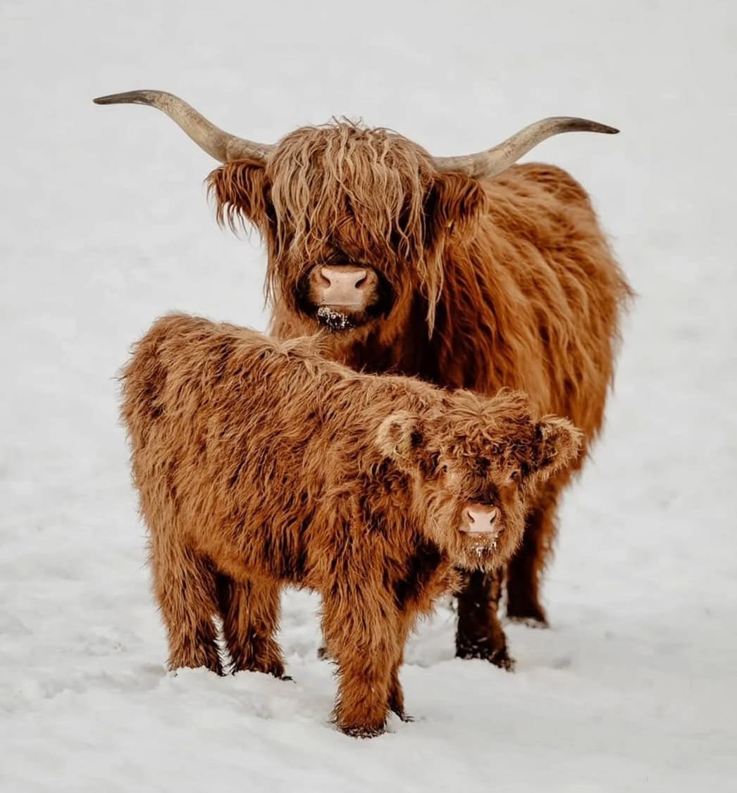 Miniature Highland Cow