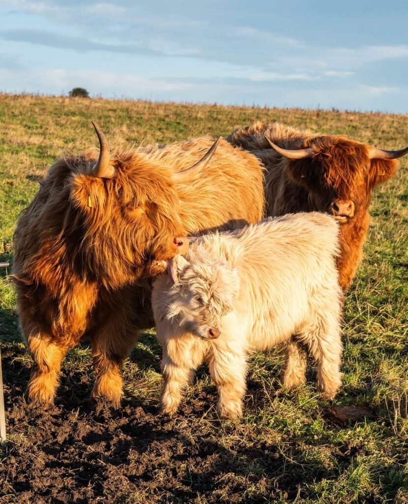 mini highland cow for sale