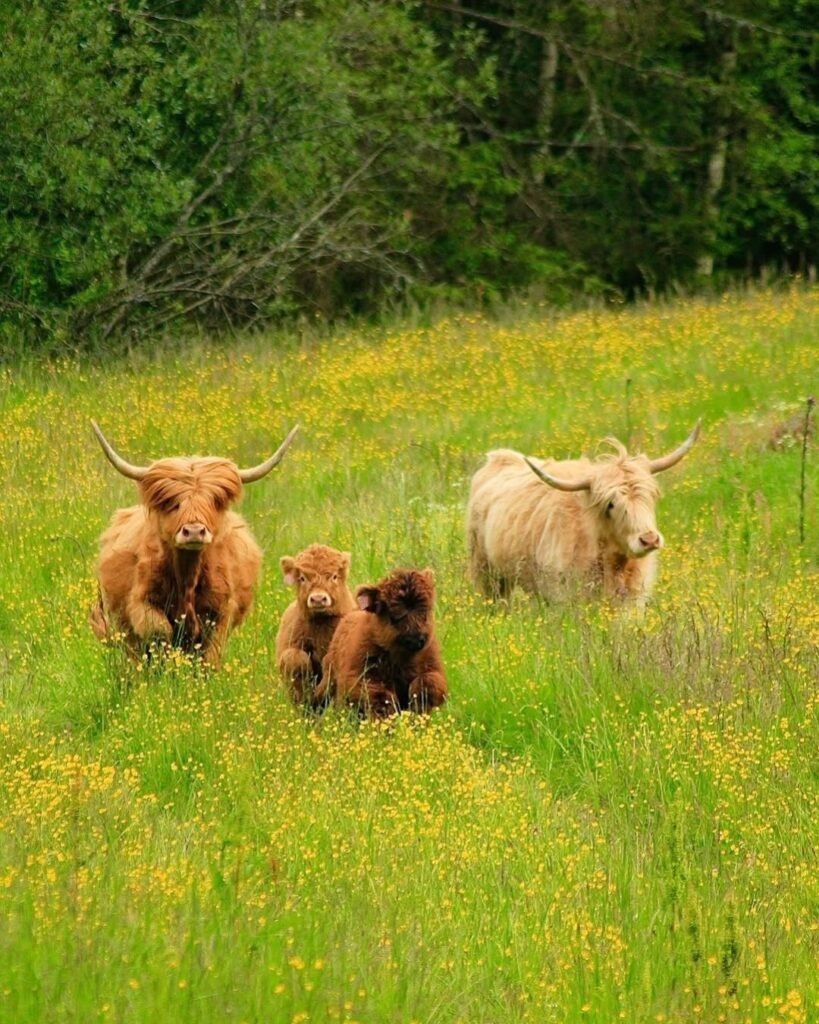 mini Highland cows for sale