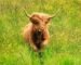 mini highland cattle