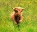 mini highland cattle