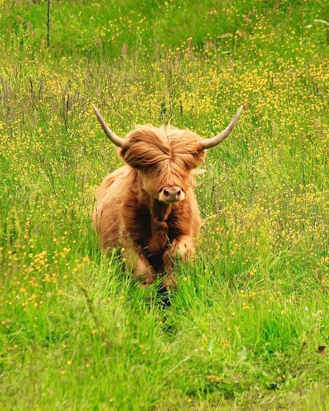 mini highland cattle