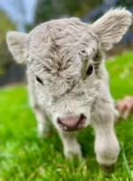 micro miniature highland cow