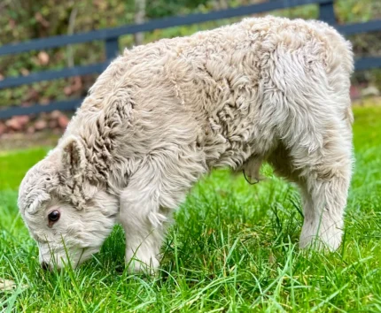 micro miniature highland cow