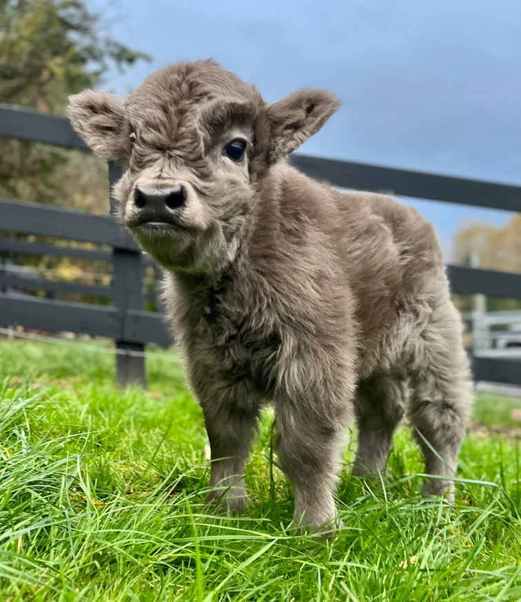 mini highland cattle