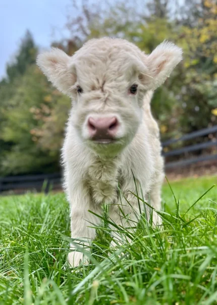 Micro Mini Highland cow for sale