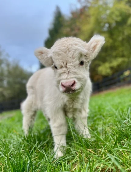 micro mini highland cow