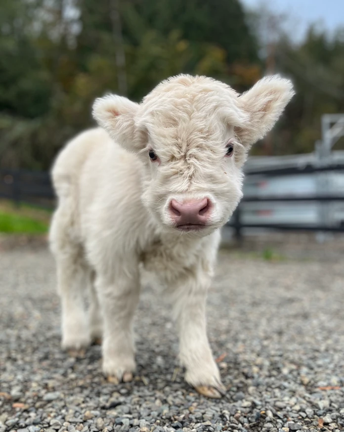 Micro Miniature Highland cow for sale
