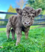 Micro Miniature Highland Cow