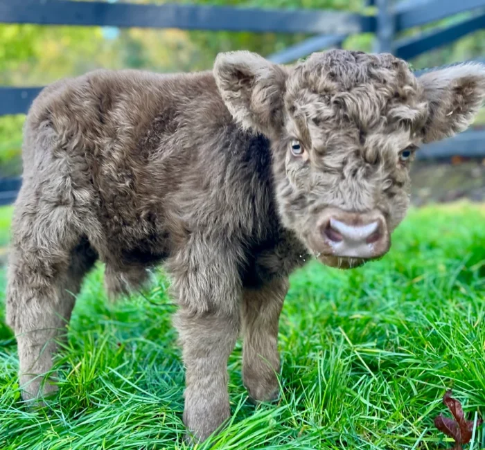 micro mini highland cow