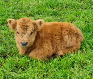 mini Highland cows 