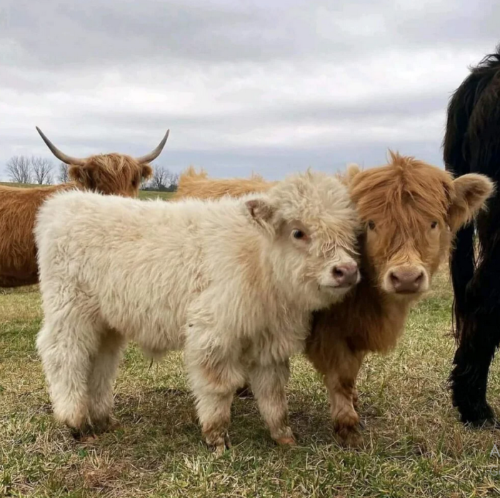 mini highland cows