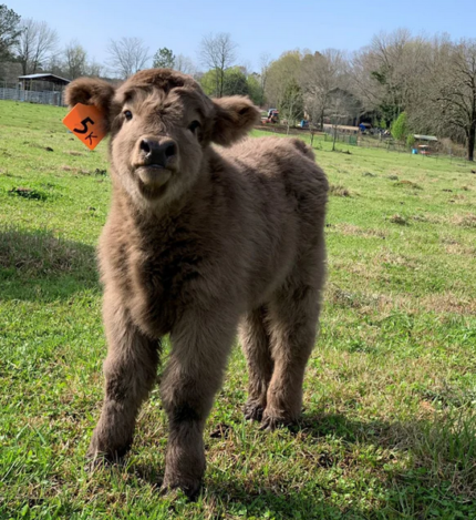 mini highland cow