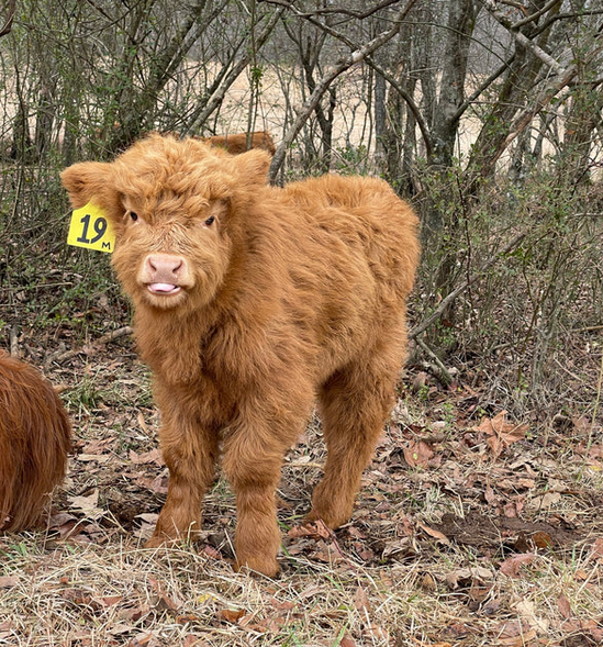 Mini Highland cow