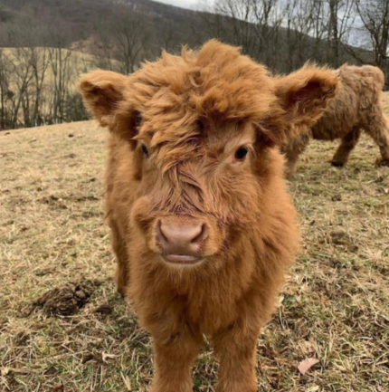 mini highland cow