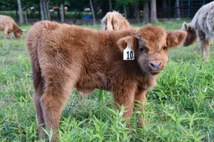 mini highland cow for sale