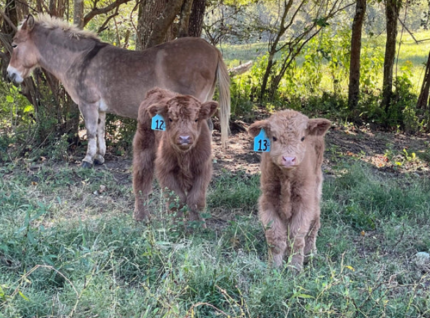 mini highland cow