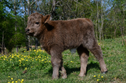 mini highland cow