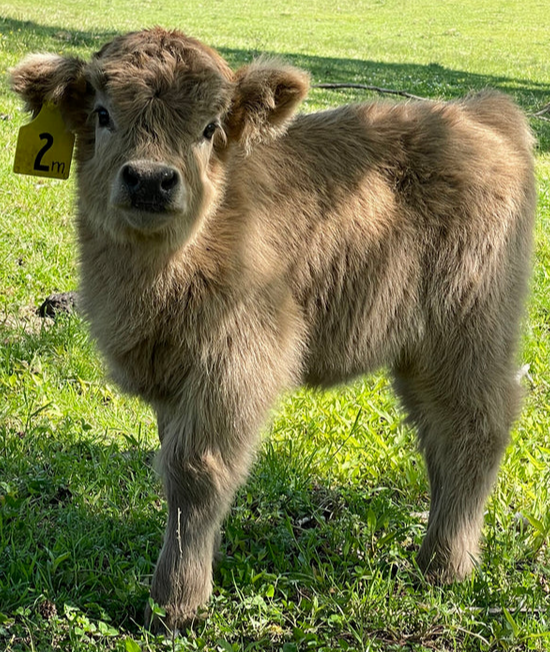 miniature highland cow