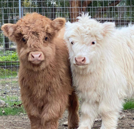 mini highland cow