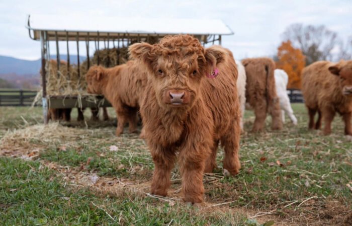 mini highland cow