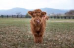 mini Highland cows